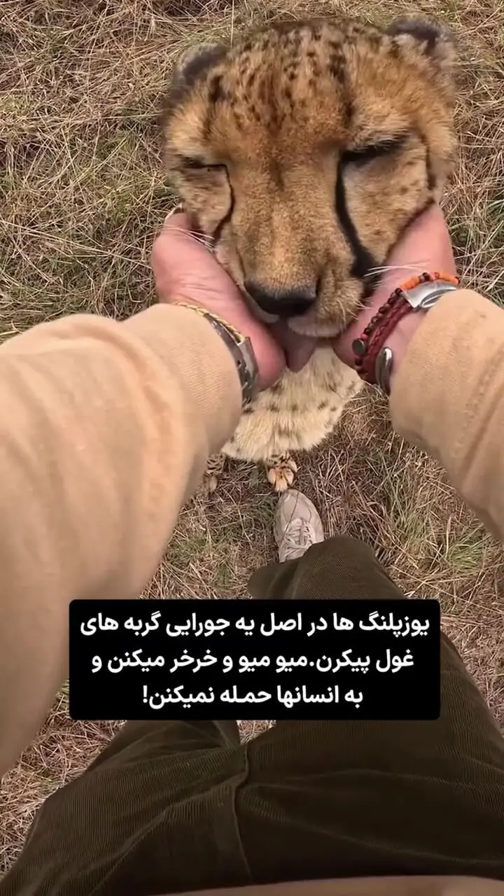 یوزپلنگ‌ هایی که انگار از ناز کردن سیر نمی شن!